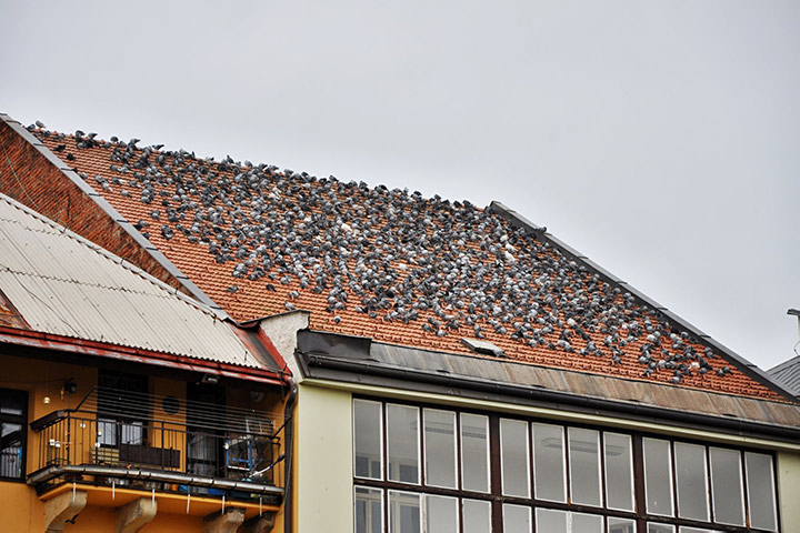 A2B Pest Control are able to install spikes to deter birds from roofs in Spalding.