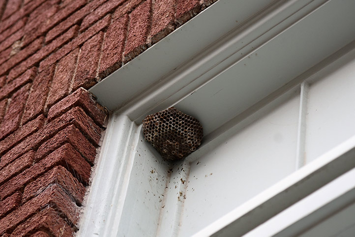 We provide a wasp nest removal service for domestic and commercial properties in Spalding.